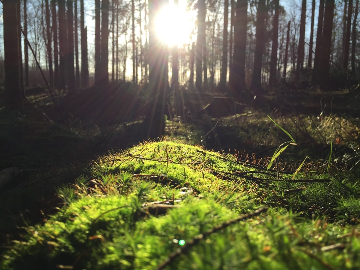Green grass
