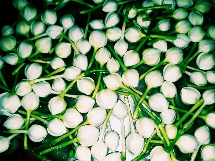 flower buds