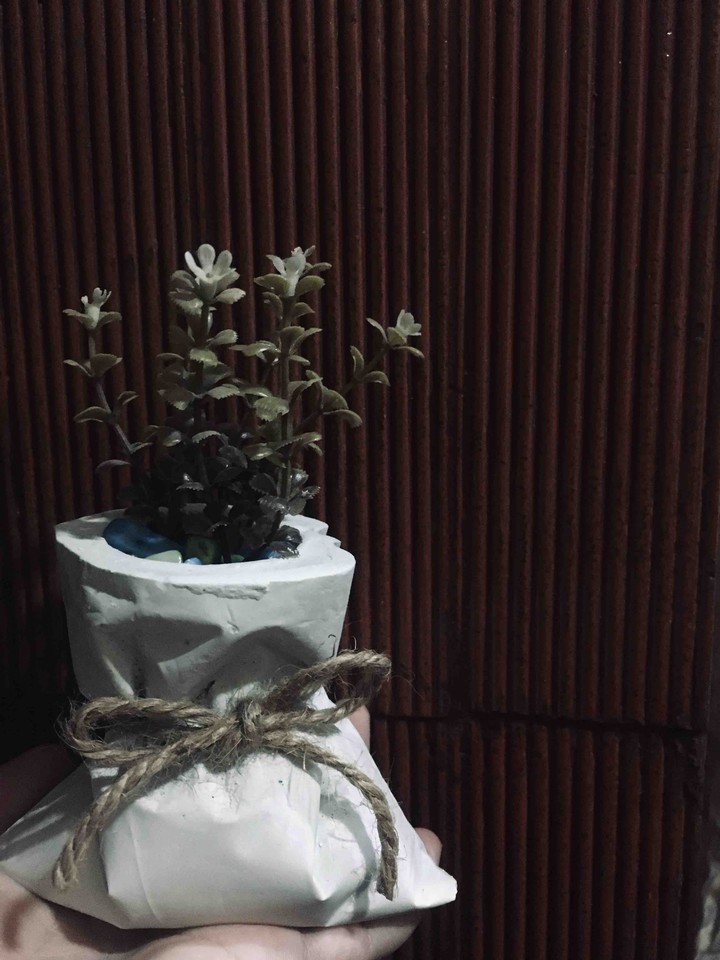plants