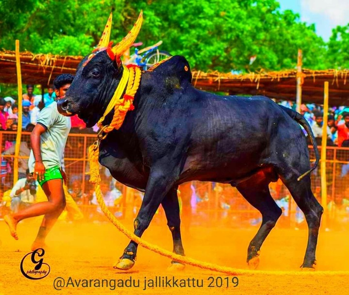 Manjuvirattu jallikattu