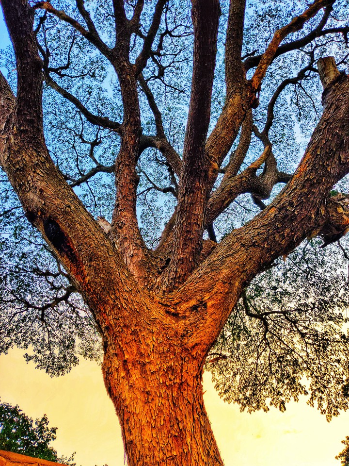 The Tree