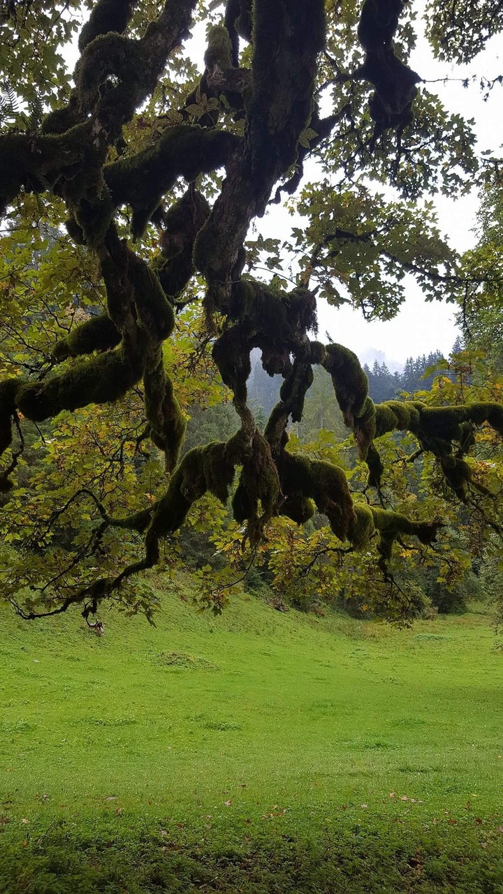 Alter Baum 