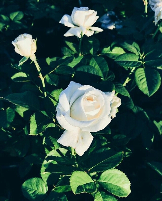 White rose