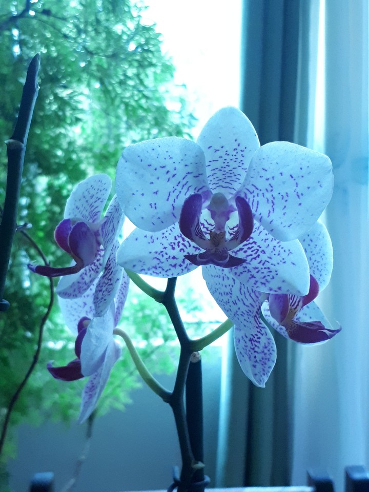 orquídea.
