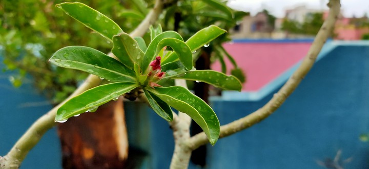 flower bud
