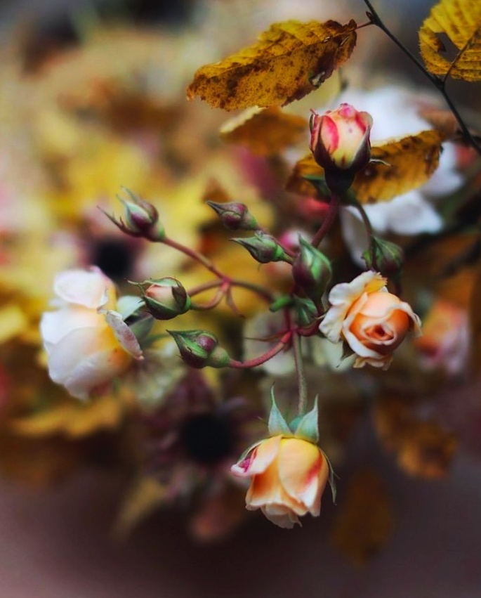 roses