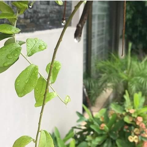 Rainy Morning ..