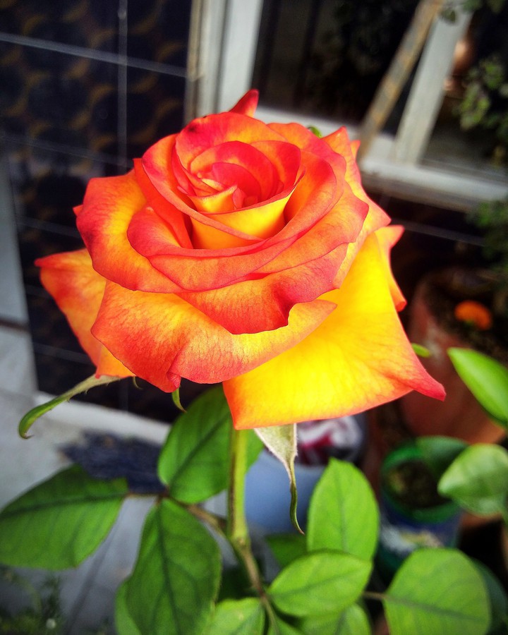 A Lovely n Beautiful Rose