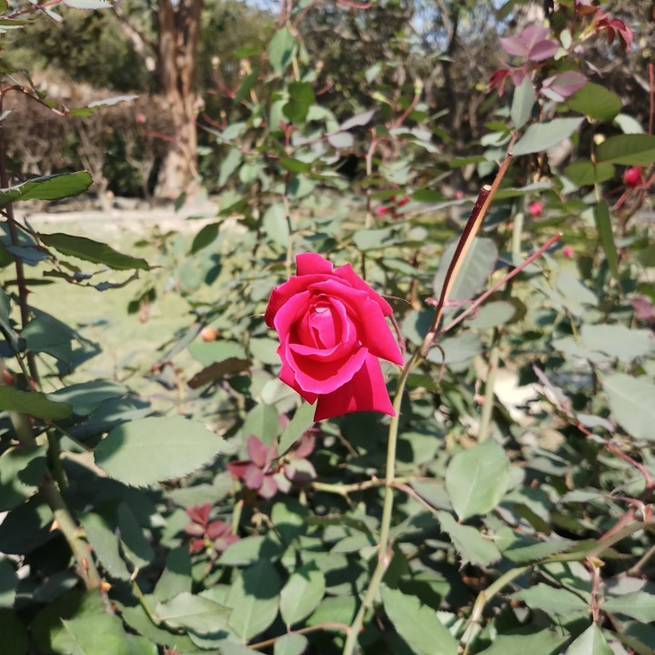 red rose