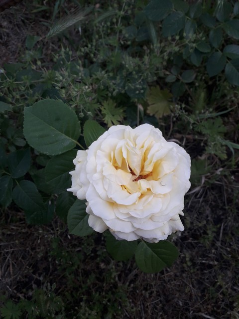 sfondi flower, grass