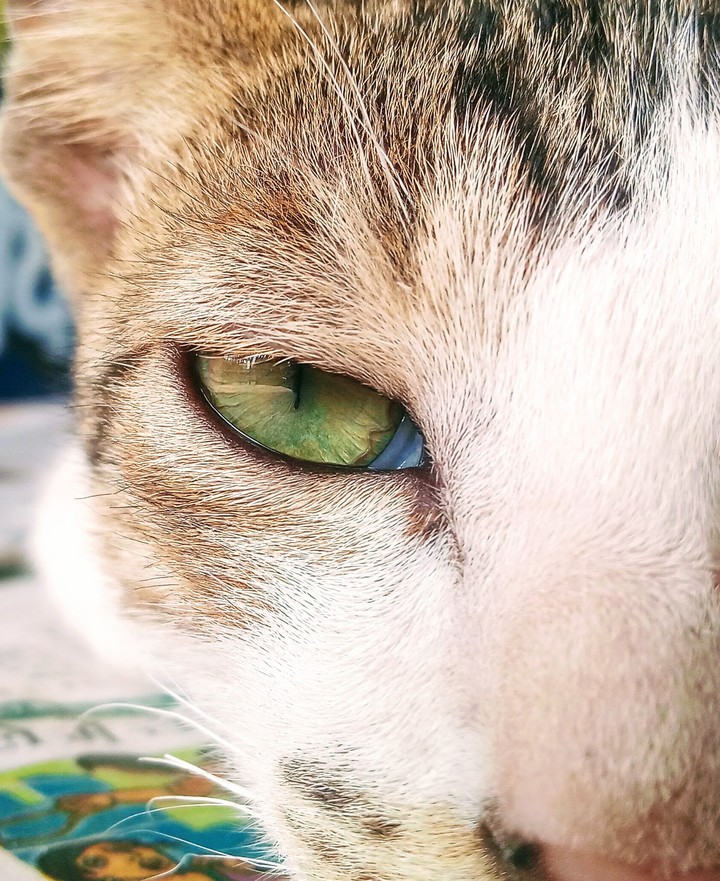 cat eye
