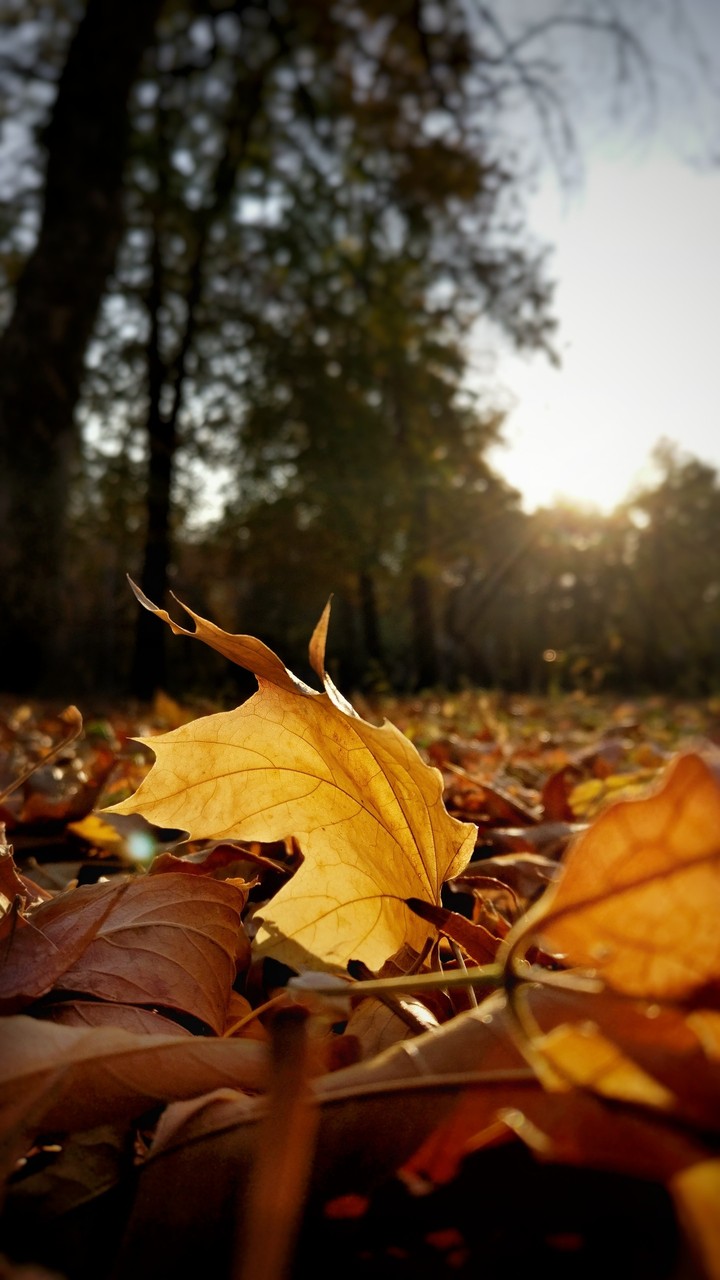 Autumn