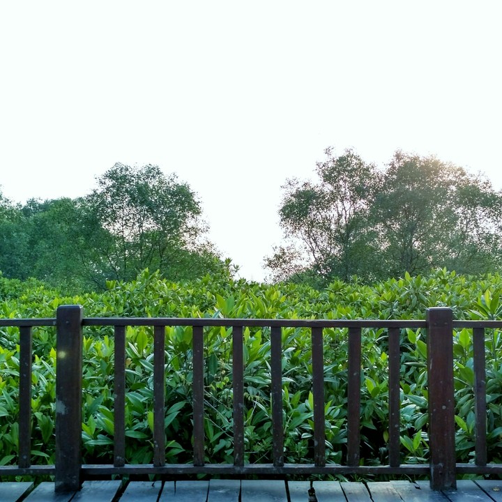 Fence in Forest