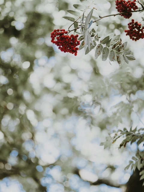 rowan, twig háttérképek