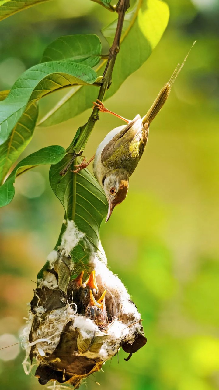 birds