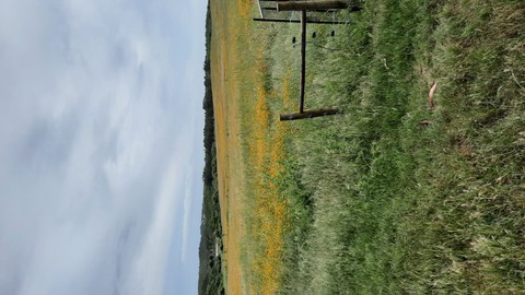 Primavera