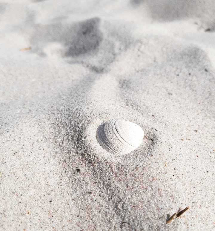shell in the sand