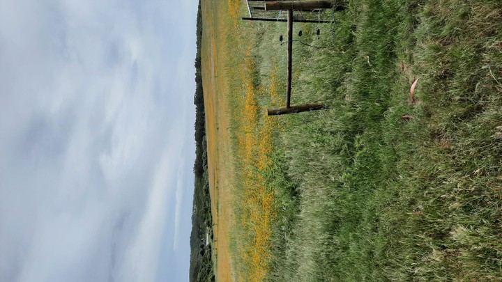 Primavera