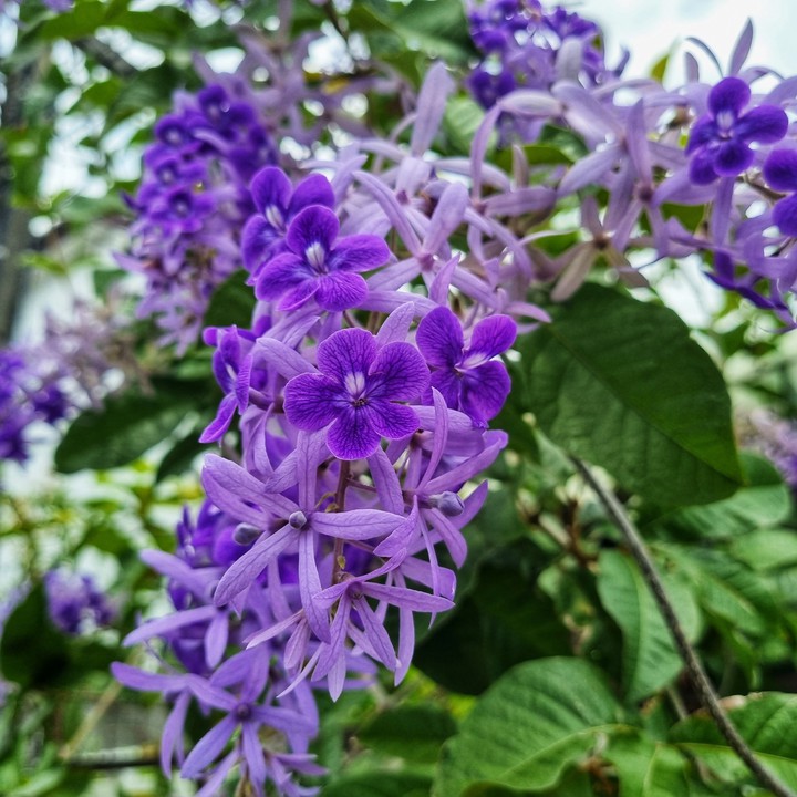 Petrea volubilis