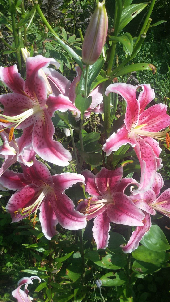 fiori