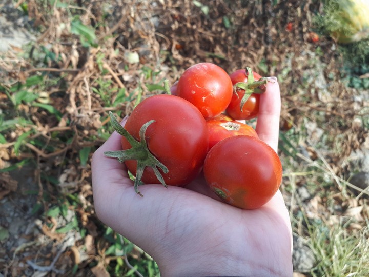 tomato