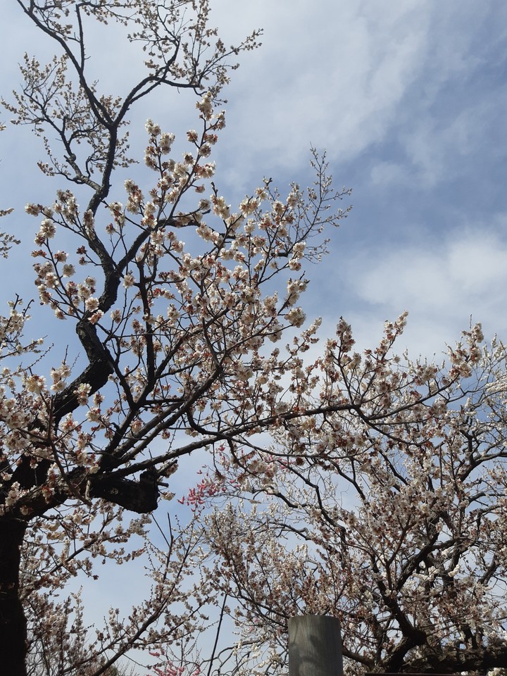 梅花
