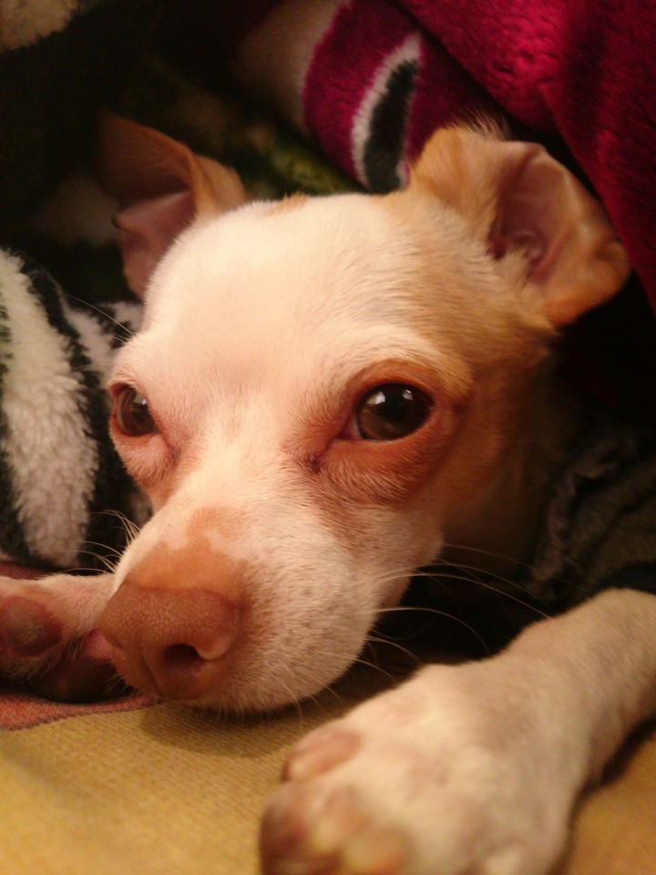 Odie