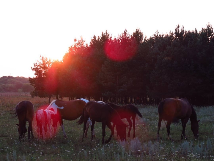horses