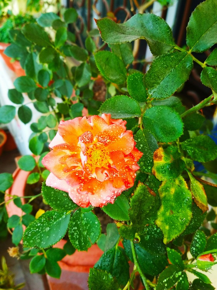 Orange Rose