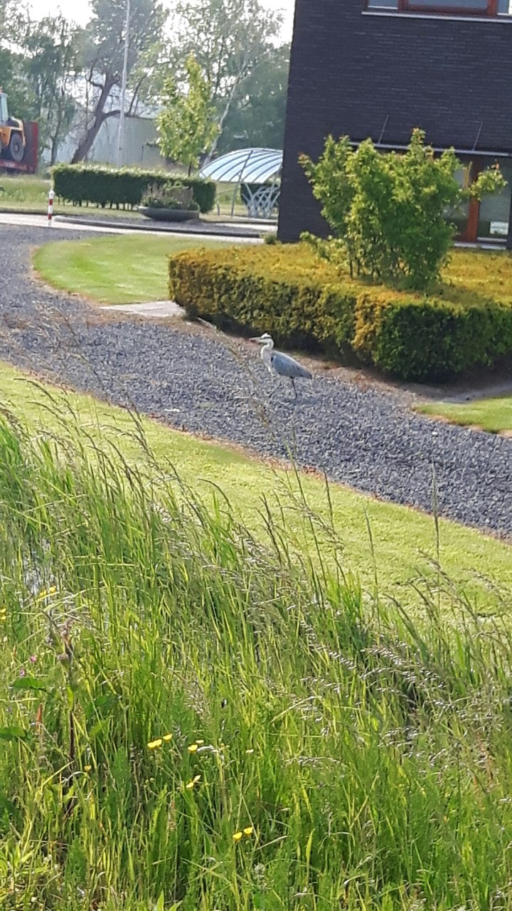 Storch