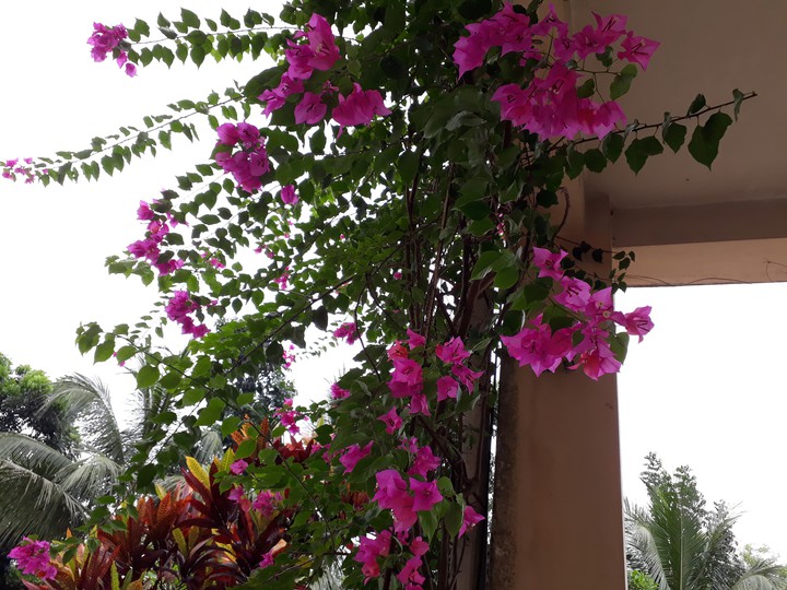 Bougainvillea