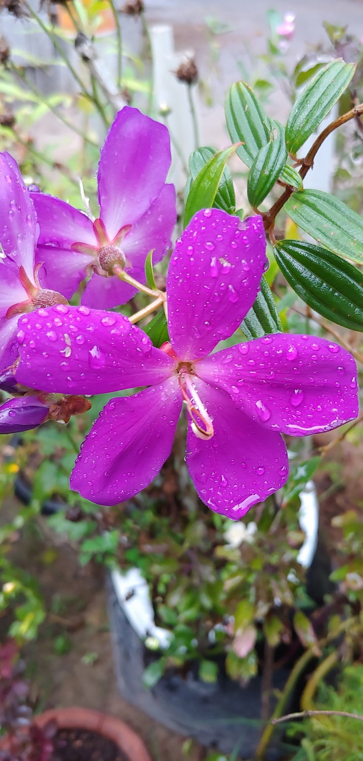 Flower