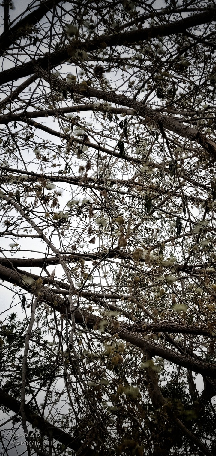 tree