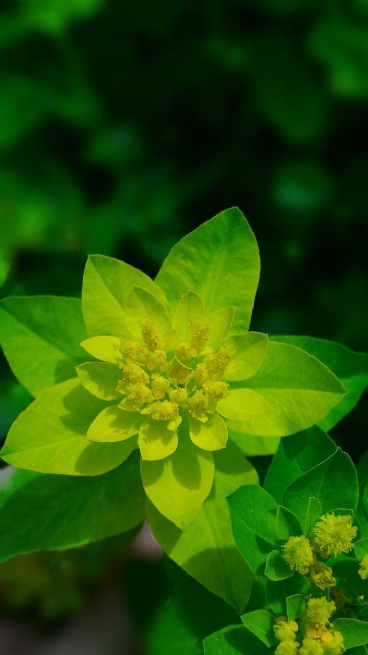 flowers