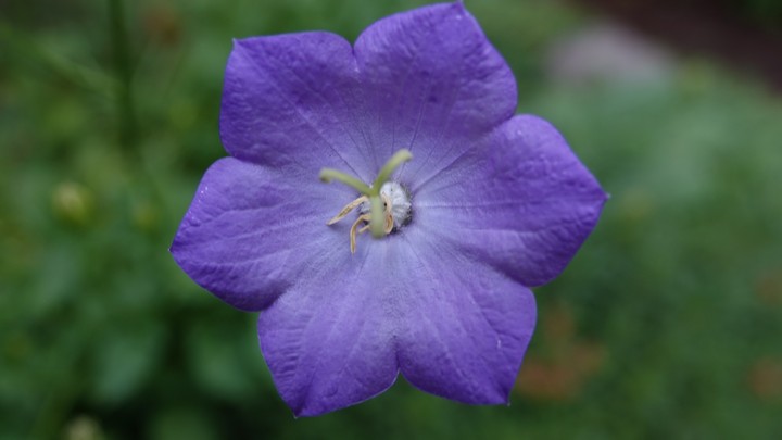 Campanula