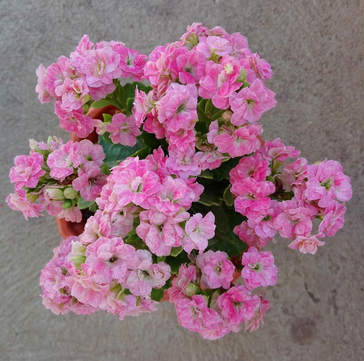 Rose flowers