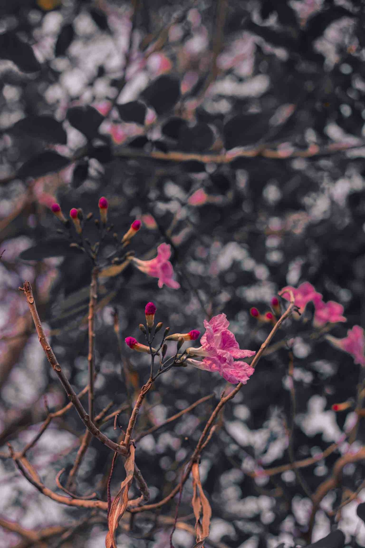 dark spring