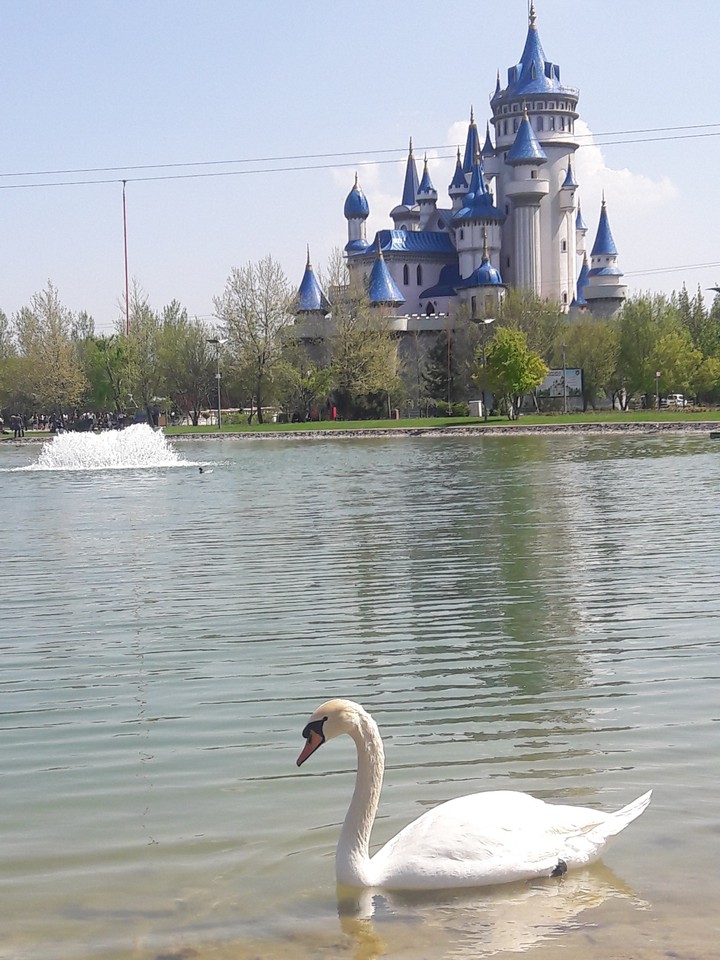 swan