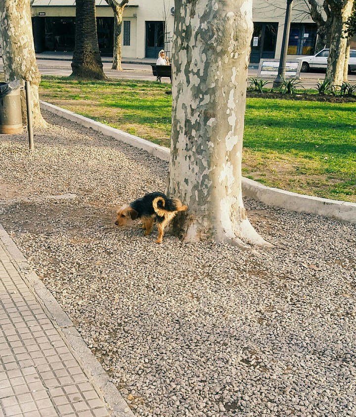 dog ¿?
