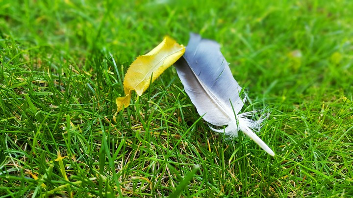 Fallen Leaf and Feather