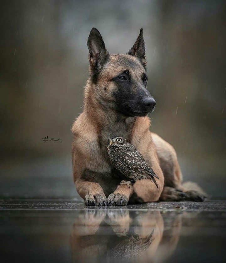 Dog