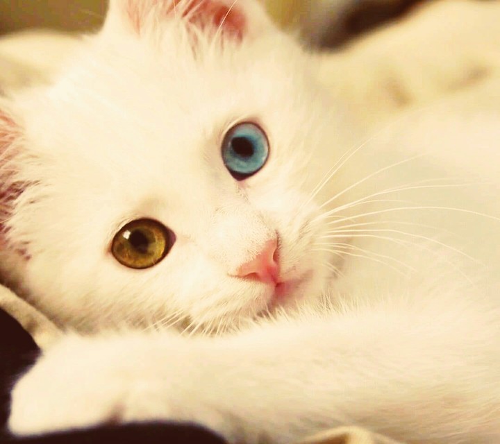 A cat....but it's special