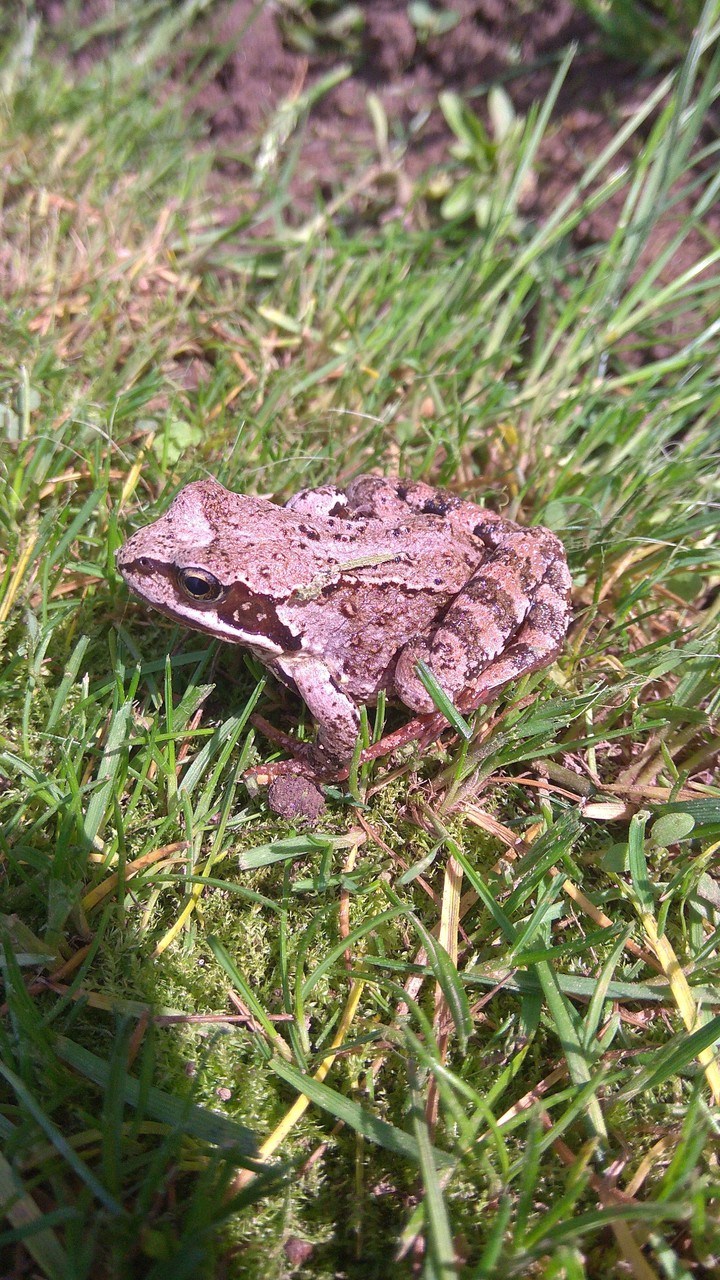 Frog