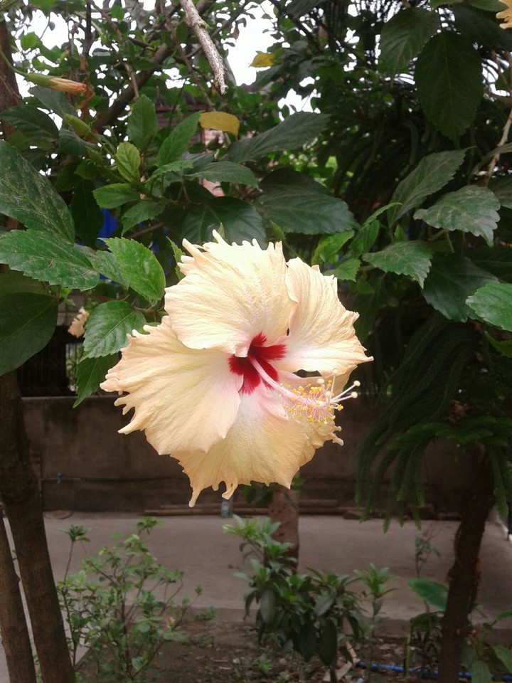single hibiscus