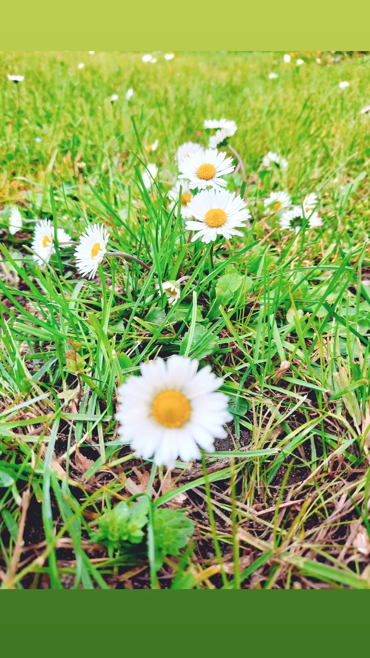 In the grass...