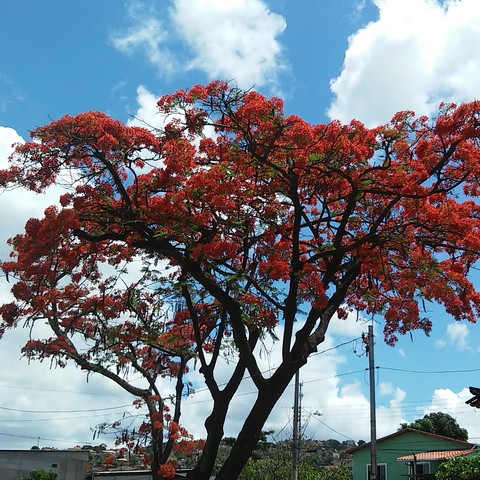 A Natureza é uma beleza uma criação perfeita