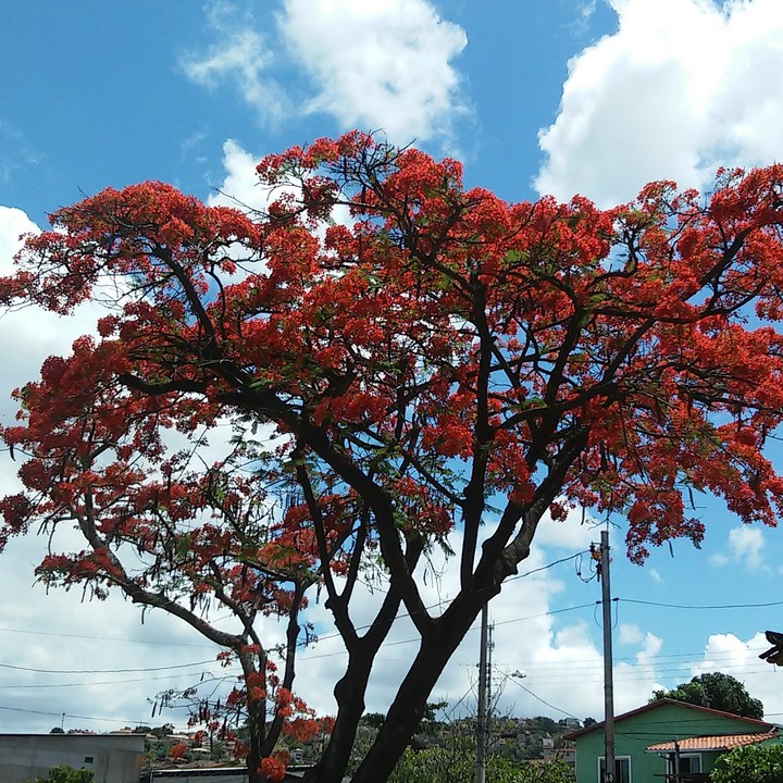 A Natureza é uma beleza uma criação perfeita 