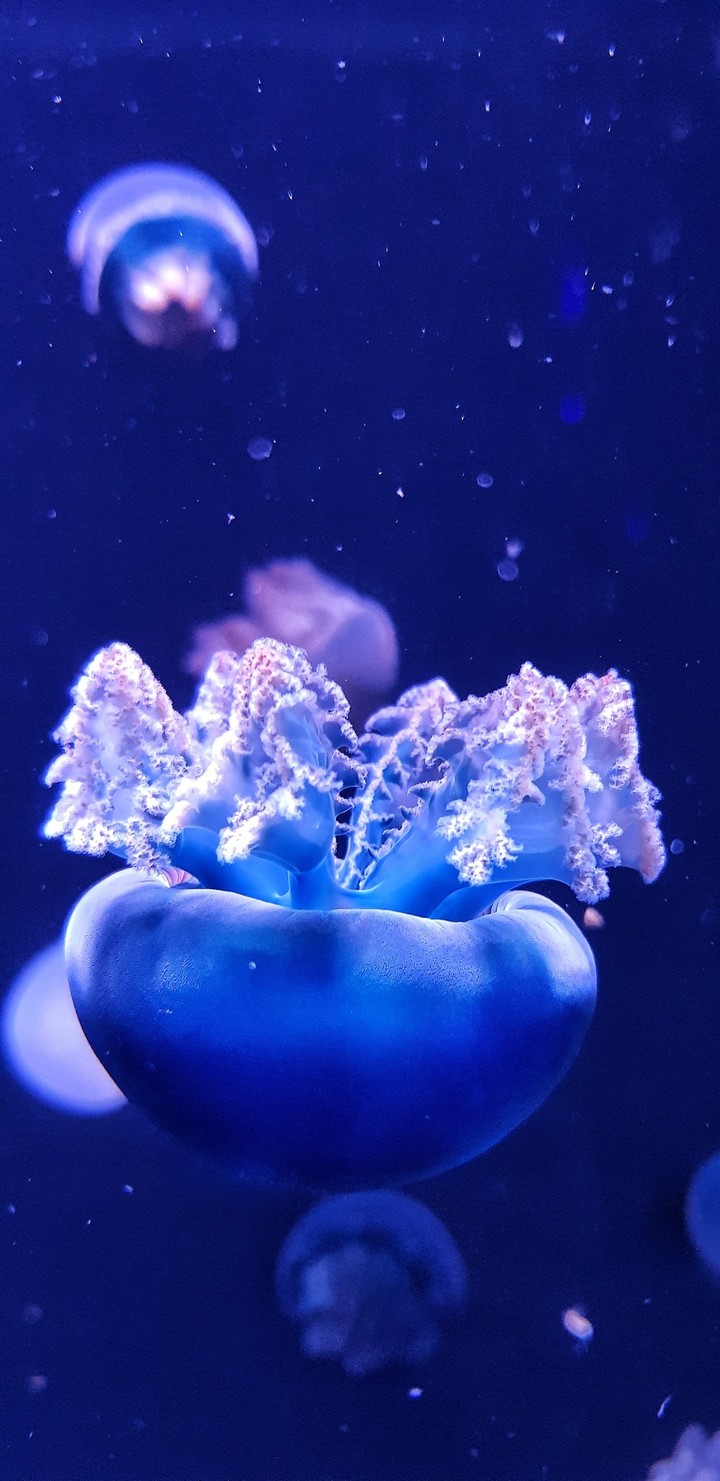 jellyfish