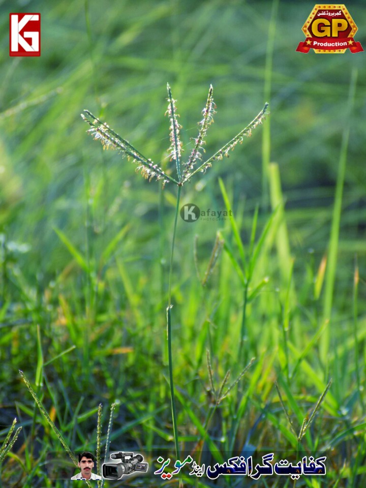 Grass