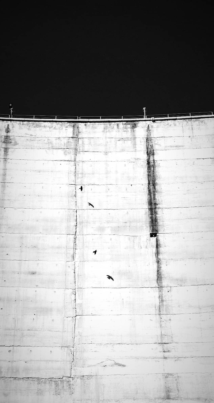 The Dome and the birds